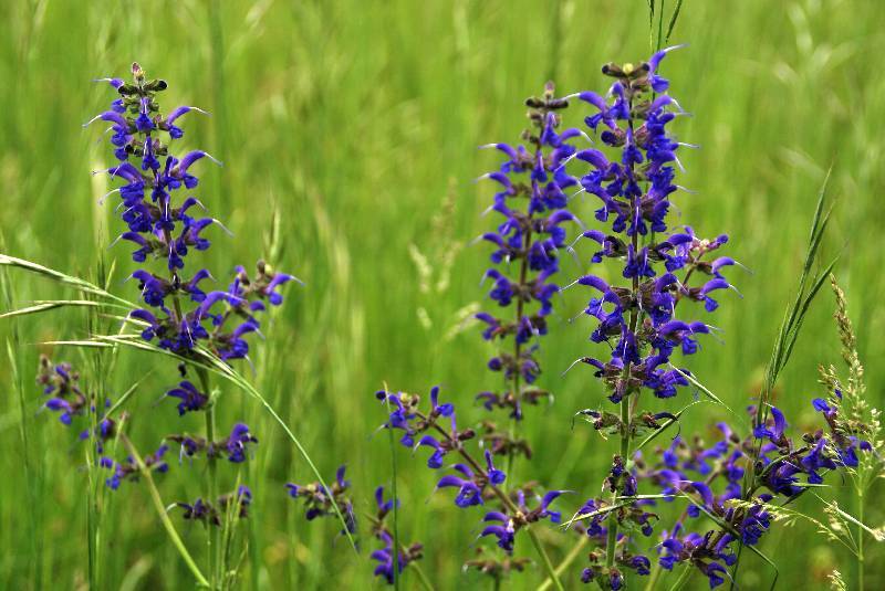 Unser Orchideenpark Bild Nr.079